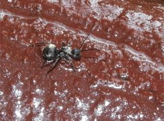 Polyrhachis wolfi