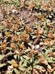 Azorella ruizii