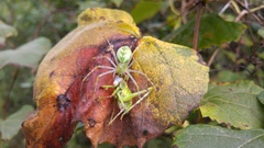 Pterophylla beltrani