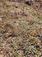 Azorella ruizii
