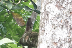 Microsciurus alfari