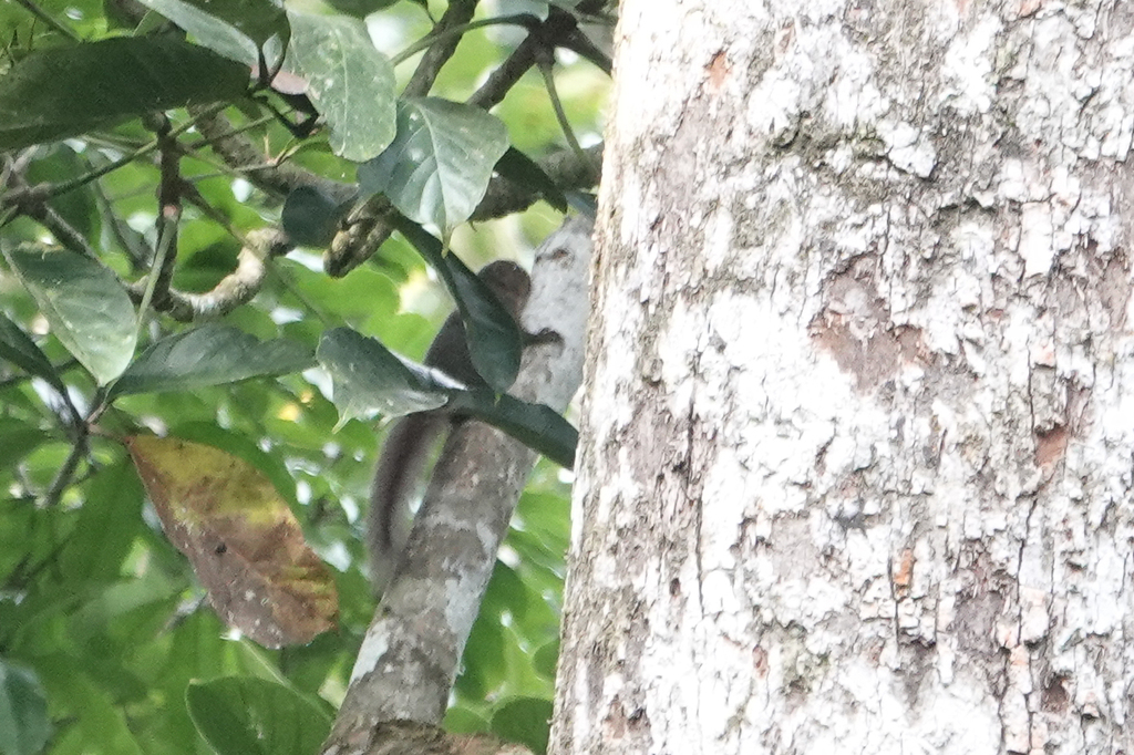 Central American Dwarf Squirrel from Darién Province, Panama on