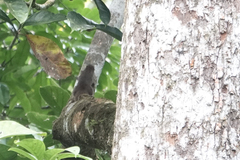 Microsciurus alfari