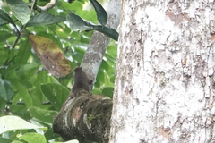 Microsciurus alfari