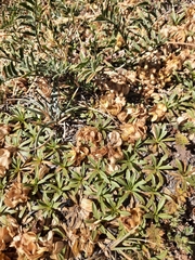 Azorella ruizii