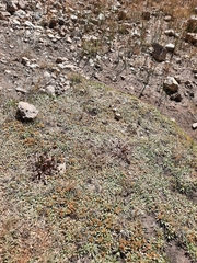 Azorella ruizii