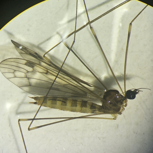 Dicranomyia humidicola photo 5