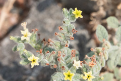 Heliotropium arbainense