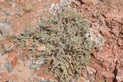 Heliotropium arbainense