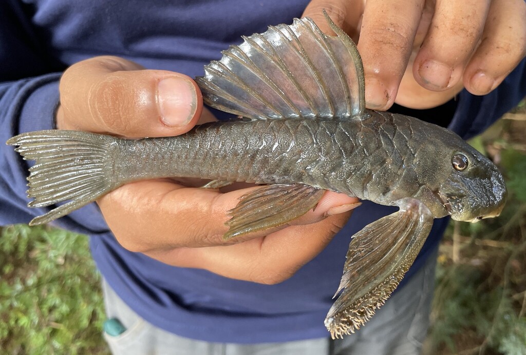 Roetkleurige harnasmeerval (Hemiancistrus fuliginosus) — Loricariidae