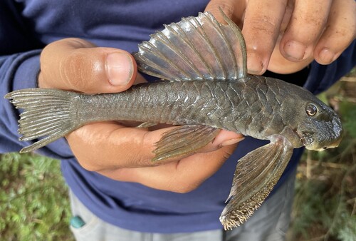 Sooty pleco (Hemiancistrus fuliginosus) — Loricariidae