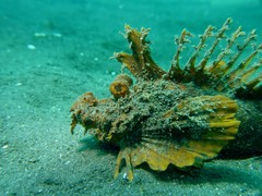 Goblinfish photo 4