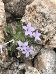 Langloisia setosissima