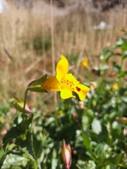 Erythranthe lutea