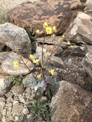Chylismia arenaria