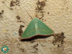 Chlorerythra rubriplaga