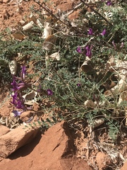 Astragalus zionis