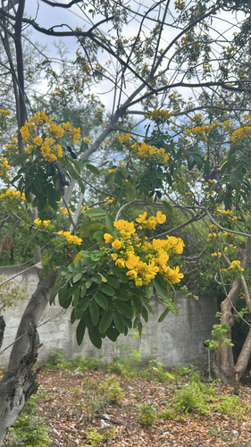 Senna racemosa, photograph 1