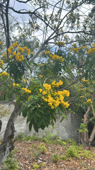 Senna racemosa