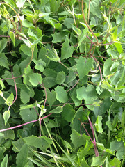 Mikania cordifolia