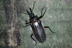 Macrodontia batesi