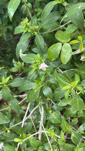 Bravaisia berlandieriana, photograph 4