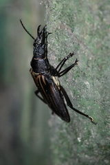 Macrodontia batesi