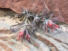 Castilleja scabrida