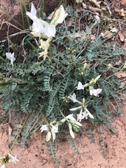Astragalus zionis