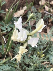 Astragalus zionis