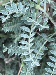 Astragalus zionis