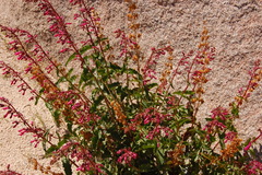 Penstemon clevelandii