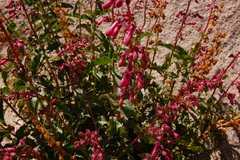 Penstemon clevelandii