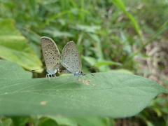 Zizeeria knysna knysna