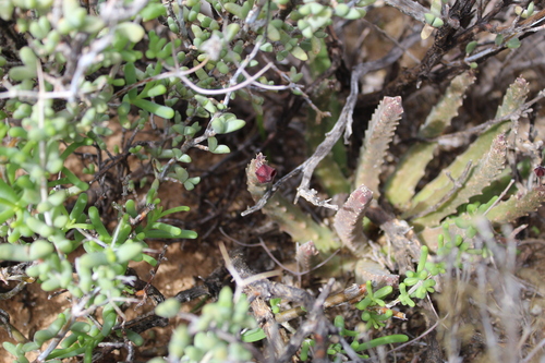 Gonostemon surrectus (N.E.Br.) P.V.Heath 4