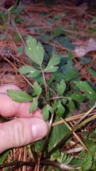 Ranunculaceae