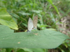 Zizeeria knysna knysna