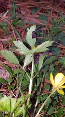 Ranunculaceae