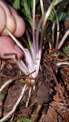 Ranunculaceae