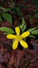 Ranunculaceae