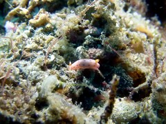 Hypselodoris maculosa