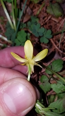 Ranunculaceae
