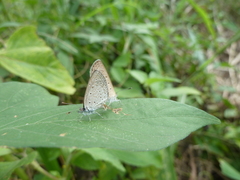 Zizeeria knysna knysna