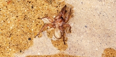 Myrmekiaphila comstocki