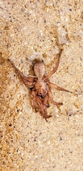 Myrmekiaphila comstocki