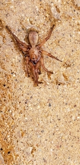 Myrmekiaphila comstocki