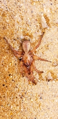 Myrmekiaphila comstocki