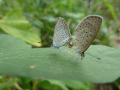 Zizeeria knysna knysna