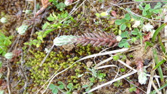 Petrosedum ochroleucum