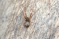 Lepthyphantes